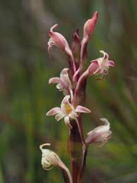 Image result for Satyrium kitimboense