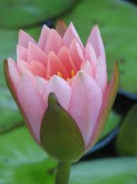 Waterlily Flower Bud By Eva Kaufman Waterlily Flower Water Lilies Water Lilies Art