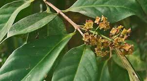 Masih ada sisa daun salam di rumah? Perut Rata Dengan Air Rebusan Daun Salam Lifestyle Fimela Com