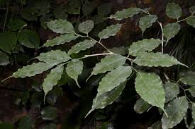 Image result for Craibia