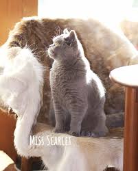 Pepeandlotte Scarlet Supreme Grand Champion Tica British Shorthair Cattery Cat Top