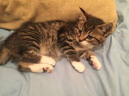 Your tiger striped kitten stock images are ready. Beautiful Tiger Striped Mixed Bengal Kitten London South East London Pets4homes