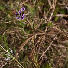 Image result for Buchnera affinis