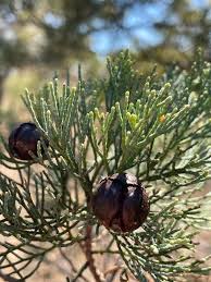 Image result for Callitris