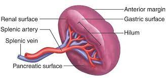 Spleen, organ of the lymphatic system, the primary filtering element for the blood, located in the left side of the abdominal cavity beneath the diaphragm. Anatomy And Surface Structure Of The Spleen Download Scientific Diagram