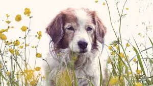 A trichobezoar, also known as a hairball or furball, is a long cylindrical mass of hair that forms in the stomach. Hairballs In Dogs Petcarerx