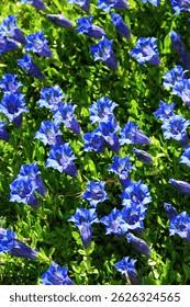 Image result for Swertia pleurogynoides