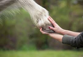 The wild horses are maintaining their hooves by walking wild horses don't trim their hooves; Maintaining Hoof Health Between Farrier Visits