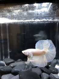 Live Betta Fish Beautiful Young White Opal Half Moon Male Imported From Thailand Betta Fish Betta Freshwater Aquarium Fish