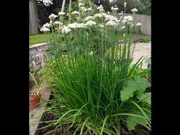 How to grow & harvest chives. How To Grow Chinese Chives Or Garlic Chives Youtube
