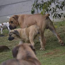 Boerboel puppies for sale, miami springs, florida. Boerboel Rehoming Network South Africa Home Facebook