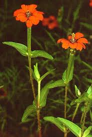 Image result for Blainvillea gayana