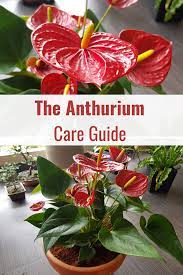 The Anthurium Plant Care Guide Anthurium Plant Anthurium Anthurium Care