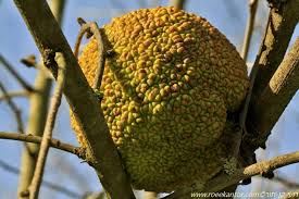 Image result for Monadenium filiforme