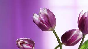 Download Wallpaper 1920x1080 Tulips Flowers Stems Background Full Hd 1080p Hd Background Flowers Purple Tulips Flower Images