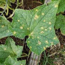 Daily harvesting of pests infected with pests and burying them in depth. Identify And Control Anthracnose