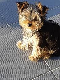 paruvendu fr annonce chien chiot marcq en ostrevent 59252 wa164936871 chiot yorkshire chiot chien