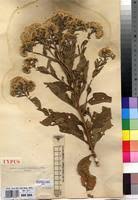 Image result for Vernonia brachycalyx