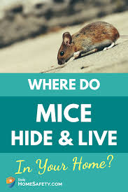 More images for how to find where mice are coming into house » Where Do Mice Hide In Your Home Tricks To Find Them Getting Rid Of Mice Diy Mice Repellent Mice Repellent