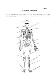 Muscular System Diagram Blank Koibana Info Skeletal System Worksheet Worksheet Template Printable Worksheets