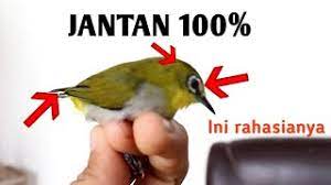 Wajib Paham Ciri Ciri Pleci Jantan Dan Pleci Betina Youtube