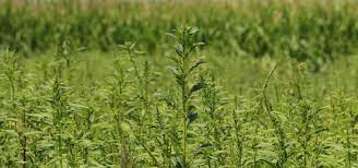 Weed control services, pest control, termite control. Control Your Weeds To Reduce Production Costs In 2020 And Beyond Integrated Pest And Crop Management Uw Madison