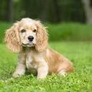 Cocker Spaniel Puppies for Sale - Adoptapet