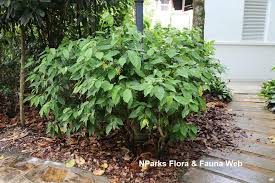 Image result for Cananga