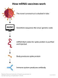 Unlike conventional vaccines, which can take months to produce, mrna vaccines can be created quickly and are more easily scaled because they are based on an. What To Say To Friends Who Are Skeptical Of Getting Covid 19 Vaccine