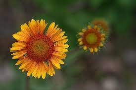 Gaillardia Aristata Colorado Wildflowers Flower Essences Wild Flowers