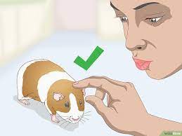 Pin On Guinea Pigs