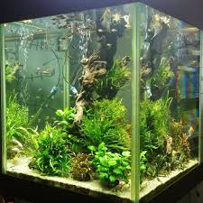 Een minimum van 200 liter is toch echt wel aan te raden. 1 679 Likes 19 Comments Vitaly Shorokhov Green Art Moscow On Instagram Love This Tank It Will Be Always Fres Aquarium Aquarium Fish Tank Aquarium Fish