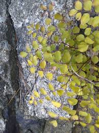 Image result for Indigofera kirkii