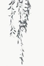 Shadow Of Leaves On A White Wall Free Image By Rawpixel Com White Walls Shadow Shadow Photography