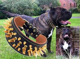 #ace combat 7 #ace combat 7: Bulldogshop Big Boy Gold Halsband Killernieten 7cm Breit Cane Corso Molosser Bandog Bulldog