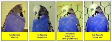 Muhabbet Kusu Renkleri Google Da Ara Muhabbet Kuslari Kus Resimleri Renkler