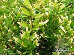 Image result for Shibataea kumasasa