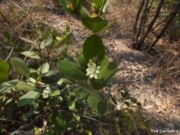 Image result for Paropsia brazzeana