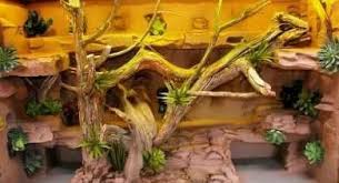 Bearded Dragon Background Bearded Dragon Bearded Dragon Cage Bearded Dragon Diy