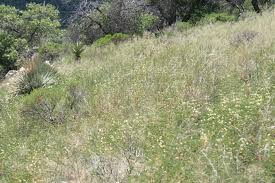 Image result for Acacia angustissima