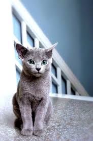 Russian Blue Cat Smart Quiet And Stately Green Eyes Healthy Breed Doesn T Like Change Light Grooming 2 X Week Russian Blue Cat Russian Blue Cats