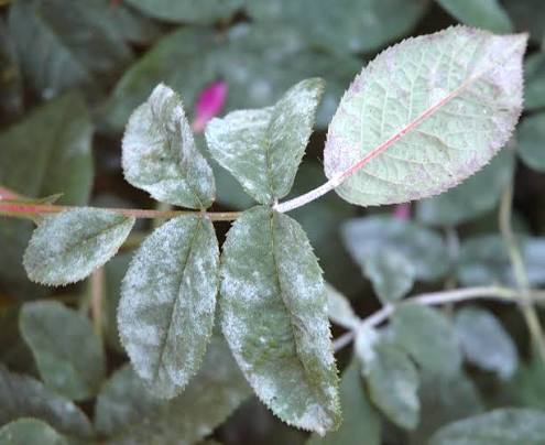 Powdery mildew