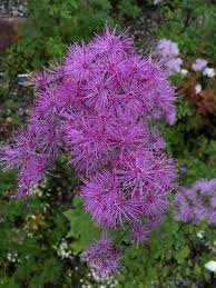 Rue ‘Black Stockings’