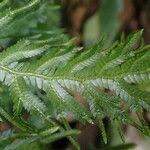 Image result for Selaginella versicolor
