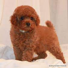 Check spelling or type a new query. Red And Apricot Poodles Scarlet S Fancy Poodles Akc Poodle Breeder California Central Coast Poodle Poodle Puppy Toy Poodle