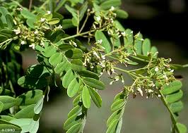 Image result for Dalbergia fischeri