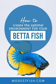 Betta Fish Care Sheet Expert Guide For Aquarists Betta Fish Care Betta Fish Fish Care