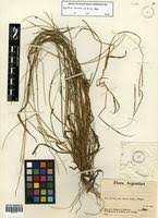 Image result for Digitaria ternata