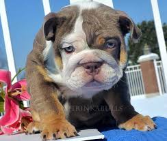 Including black tri bulldogs , blue tri bulldogs, lilac tri bulldogs and chocolate tri bulldogs, we do not sacrifice the quality, health or conformation of the bulldog breed to obtain these rare colors. Akc Blue Tri English Bulldog Puppies For Sale Purple Lilac Tri English Bulldog Puppies For Sale Chocolate Tri