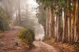 The road less traveled, 25th anniversary edition a new psychology of love, traditional values and spiritual growth m. Road Less Travelled